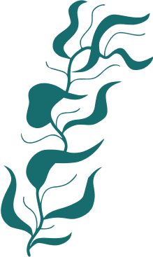 Seaweed