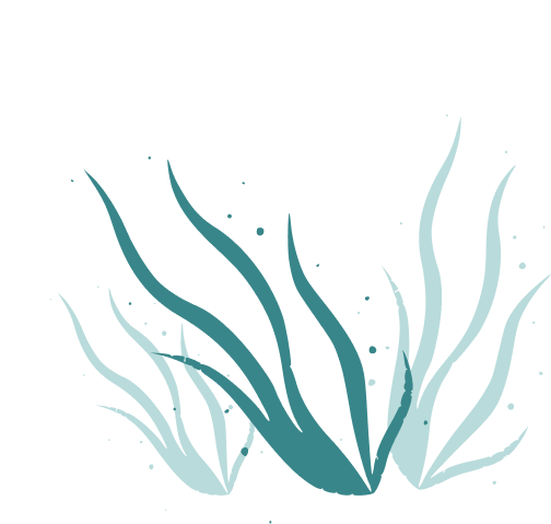 Seaweed