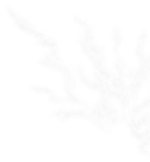 Seaweed