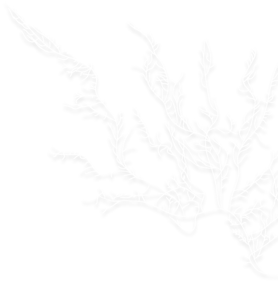 Seaweed