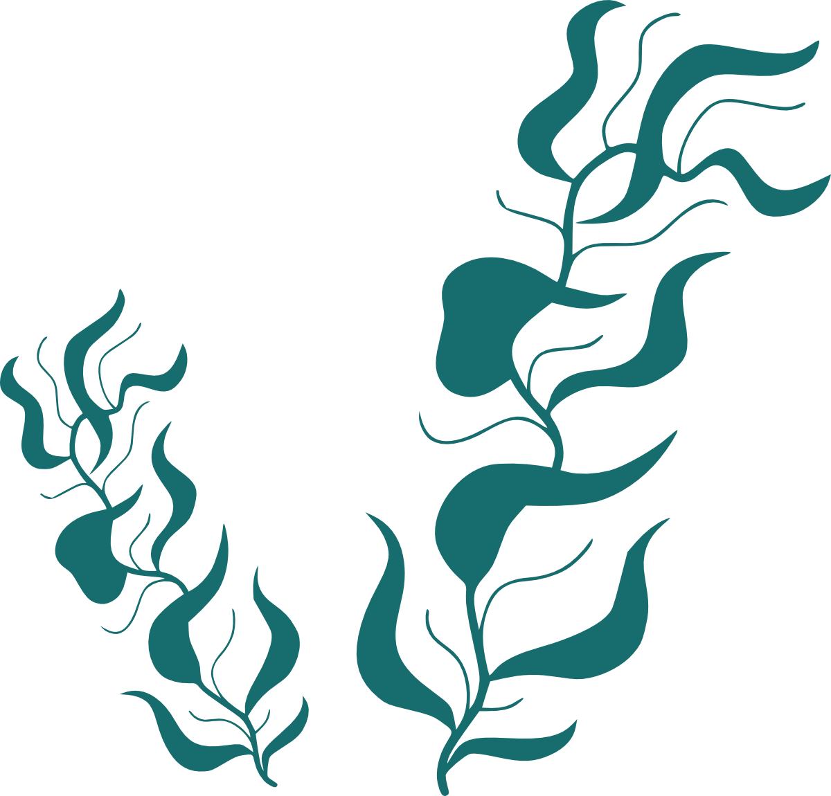 Seaweed