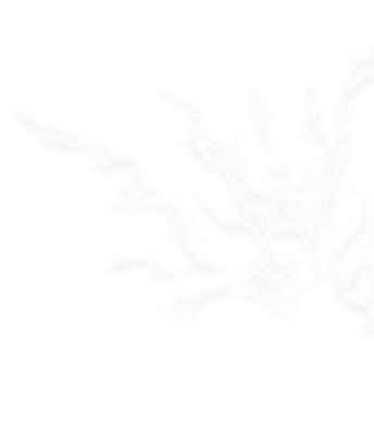 Seaweed