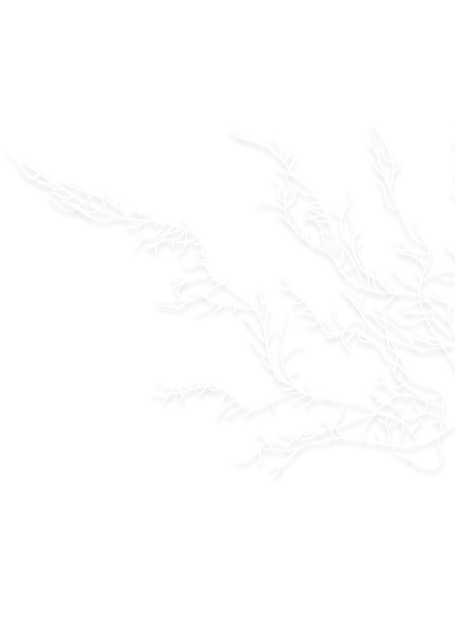 Seaweed