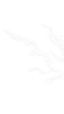 Seaweed