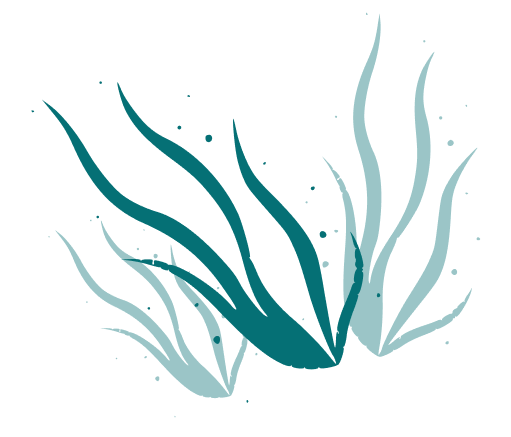 Seaweed